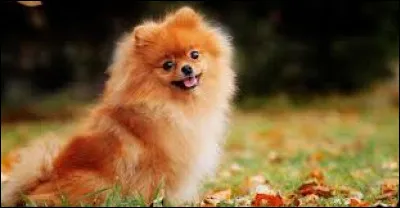 Quels sont les pr&eacute;noms des deux fr&egrave;res de "Loulou" neveu de Donald ?