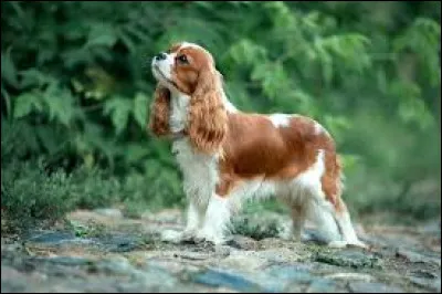 Au jeu des &eacute;checs, quelle est la particularit&eacute; du cavalier ?