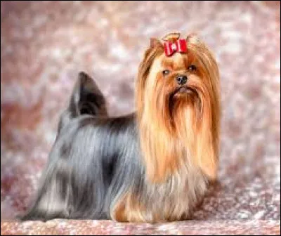 O&ugrave; se situe le comt&eacute; de Yorkshire ?