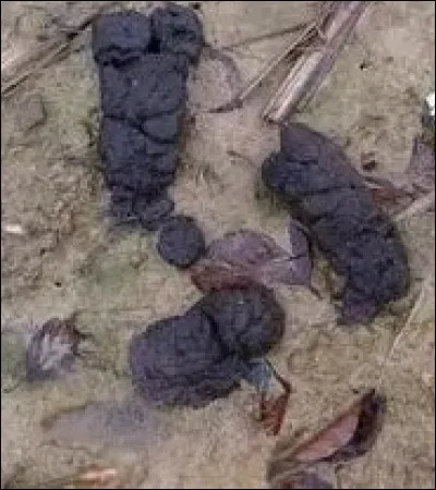 Comment sont les femmes de James Whale dans son film de 1938 ?