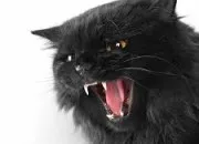 Quiz Culture g�n�rale autour du mot 'col�re'