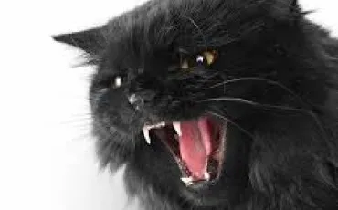 Quiz Culture g�n�rale