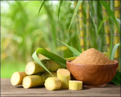 Cette plante est-elle la ... à sucre ?