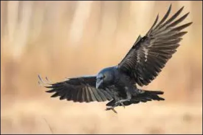 D'après l'ancien testament, quel oiseau Noé a-t-il dépêché pour lui signaler la fin du déluge ?