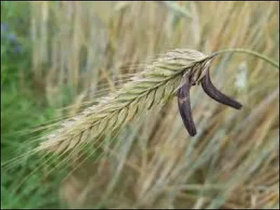 En 52 av. J.C., quelle bataille a remportée Vercingétorix sur César ?