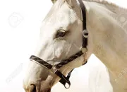 Test Quel cheval es-tu ?