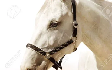 Quiz Test de personnalit