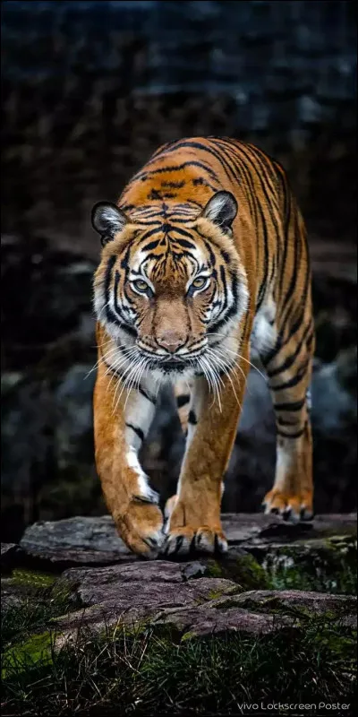 Quel est cet animal ?