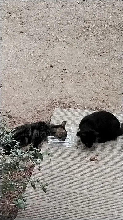 Ta m&egrave;re t'envoie &agrave; l'&eacute;cole de la montagne de Jade. Tu attendais de rencontrer de nouveaux dragons depuis longtemps. Mais tu rencontres un(e) Aile de Glace, le fils/la fille du prince, tu te lies d'amiti&eacute; &agrave; lui/elle.