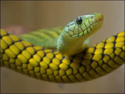 La phobie des serpents se nomme-t-elle la lézarophobie ?