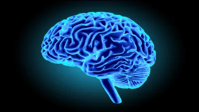 À quoi ressemble ton cerveau ?