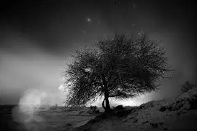 Le groupe Il Cello dirig&eacute; par Mika a gagn&eacute; "The Voice, la plus belle voix" !