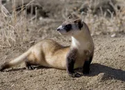 Quiz Trouve l'animal !