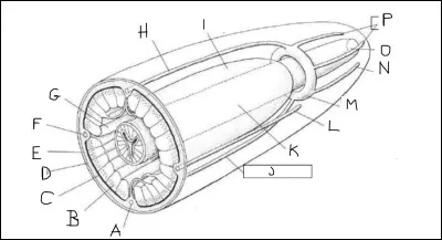 Complète le schéma suivant de I à P :