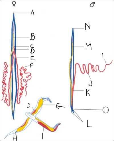 Compléter le schéma suivant :