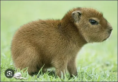 Si oui, quel animal veux-tu ? (2/2)