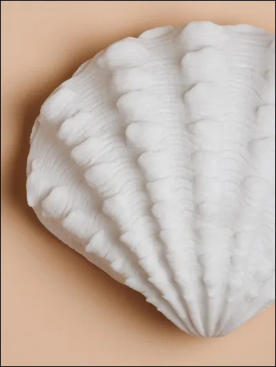 Il existe une île où les habitants utilisent des coquillages comme monnaie :