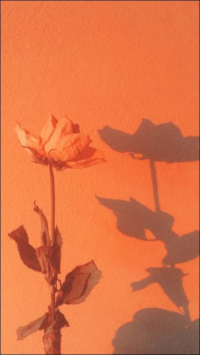 Crosne !Est-ce un l&eacute;gume r&eacute;el ou un Pok&eacute;mon ?