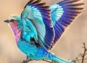 Quiz Culture gnrale avec les oiseaux