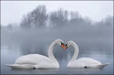 À quel groupe doit-on "Le chant des cygnes" en 2024 ?