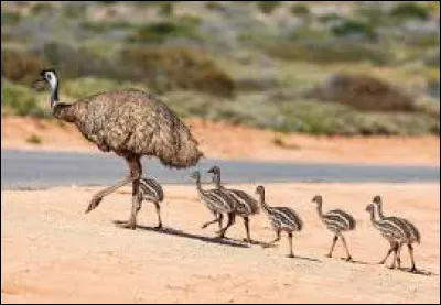 D'où l'émeu est-il originaire ?