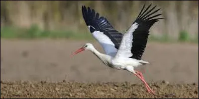 De quelle ancienne région française la cigogne est-elle un emblème ?