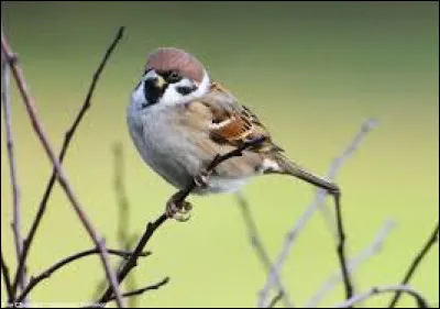 Complétez cette expression : "Avoir un appétit de ..." :