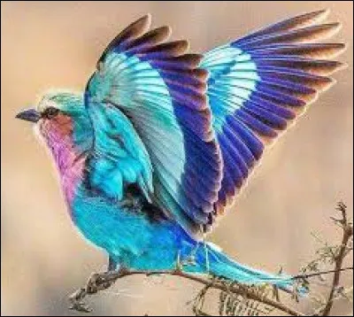 Comment dit-on un "oiseau" en anglais ?