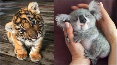 Quel est ton animal préféré parmi ceux-ci ?