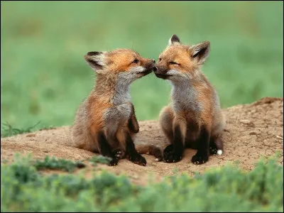 Qui n'a jamais chanté "Le loup, le renard et la belette" ?