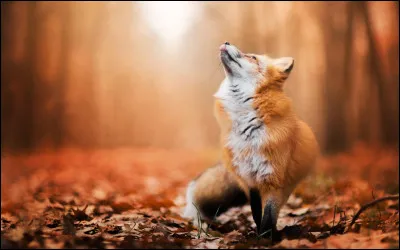 Comment dit-on "renard" en anglais ?