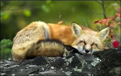 Dans le domaine du football, qui appelle-t-on un "renard des surfaces" ?