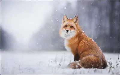 Qui est Wendy Renard ?