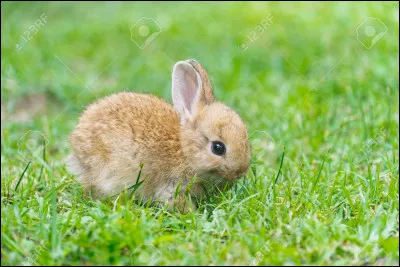 Quel animal préfères-tu ?