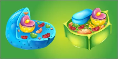 La partie centrale d'une cellule s'appelle :