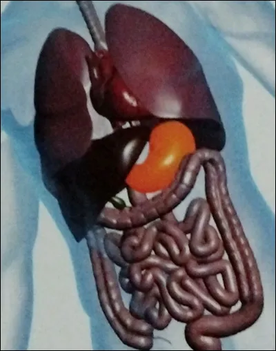 Quel est le nom de l'organe coloré 
en orange ?