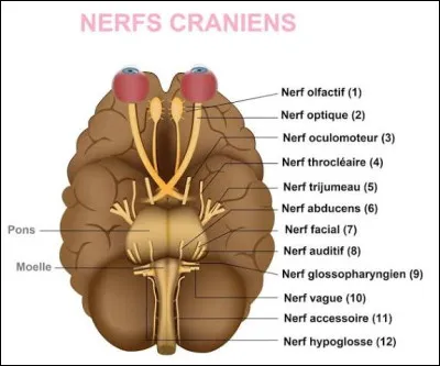 Nous disposons de douze paires de nerfs crâniens, ils ont été décrits par Samuel Thomas von Sömmering en :