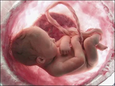 Le liquide amniotique est présent dans l'appareil digestif et l'appareil respiratoire du ftus :