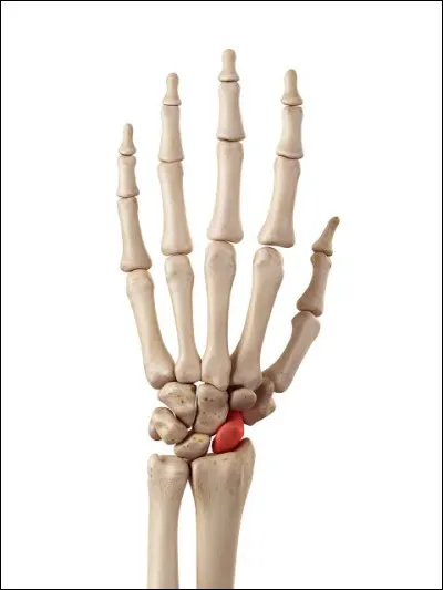 Quel est nom de l'os coloré en rouge ?