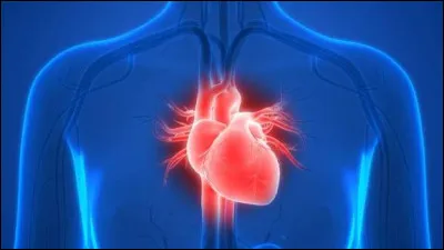 Comment appelle-t-on les deux cavités supérieures du cur ?