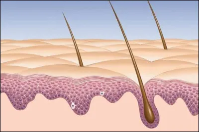 Les glandes sébacées débouchent :