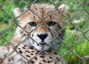 Quiz Animaux en danger : sauras‑tu les reconnatre ?