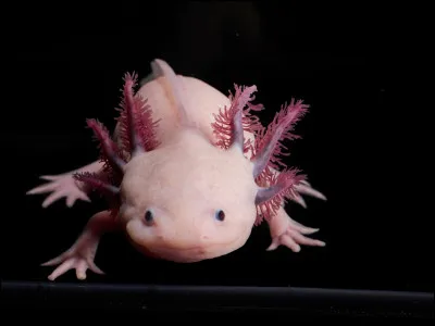 L’axolotl, cet étrange animal mexicain, est menacé car :