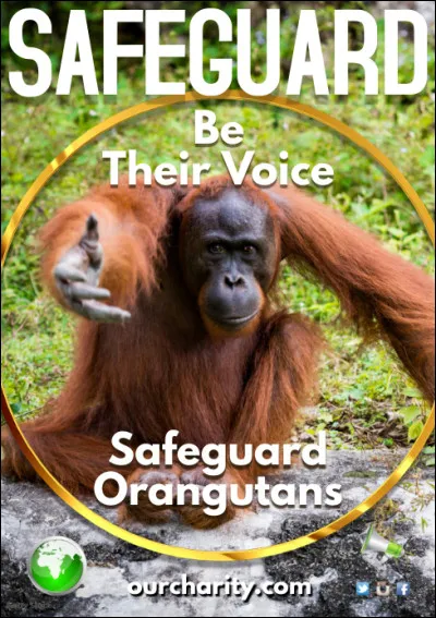 Si tu veux vraiment aider les animaux, tu peux :