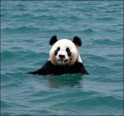 Cet animal, surnommé le ''panda des mers'', est l’un des mammifères marins les plus menacés. Qui est-ce ?