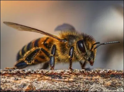 Quelle est la principale cause de la disparition des abeilles ?
