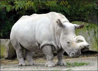 Le rhinocéros blanc du Nord a presque disparu. Combien en reste-t-il ?