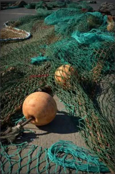 Quel animal marin a été banni des filets de pêche après le film ''Sauvez Willy'' ?