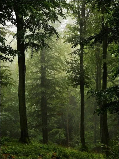 Quelle forêt abrite une énorme biodiversité aujourd'hui en danger ?