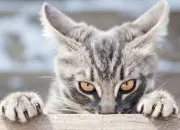 Quiz Chat en folie !